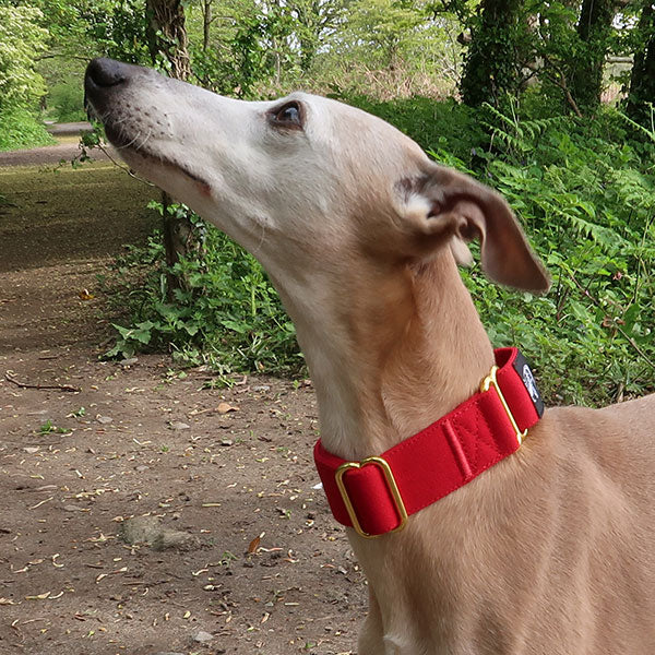 Martingale Collars - Soft with Brassed Fittings