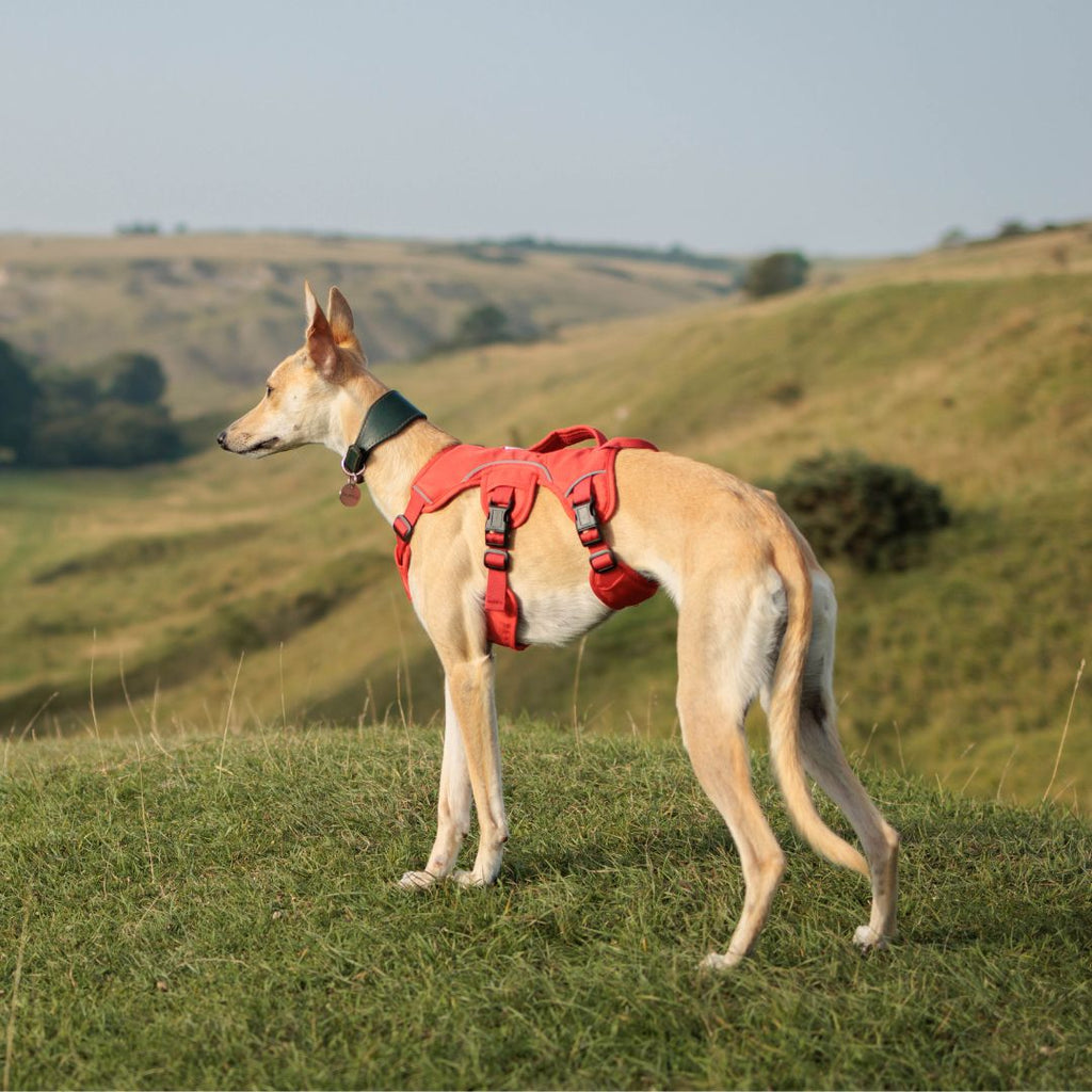 Sighthound Harness | Whippets, Greyhounds & Lurchers | Escape Proof