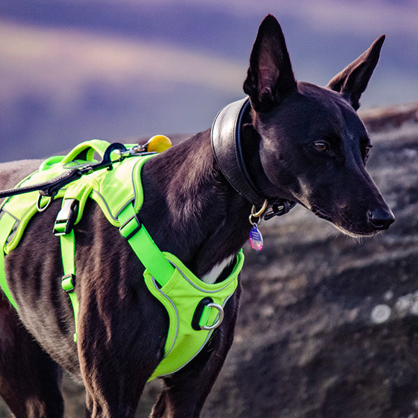 Escape proof Harness (3 Strap)