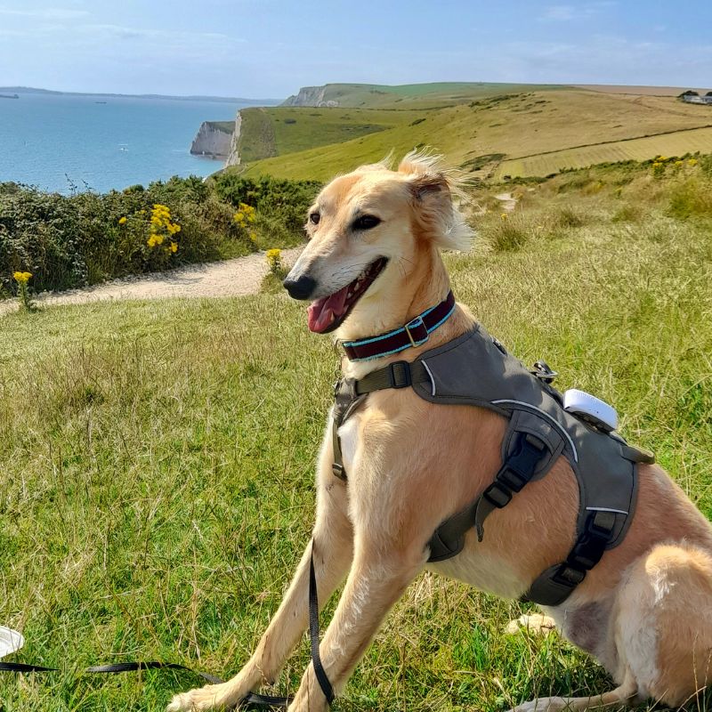 Sighthound Harness | Whippets, Greyhounds & Lurchers | Escape Proof