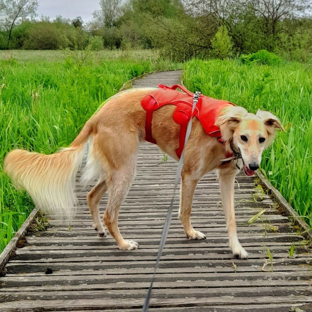 Sighthound Harness | Whippets, Greyhounds & Lurchers | Escape Proof