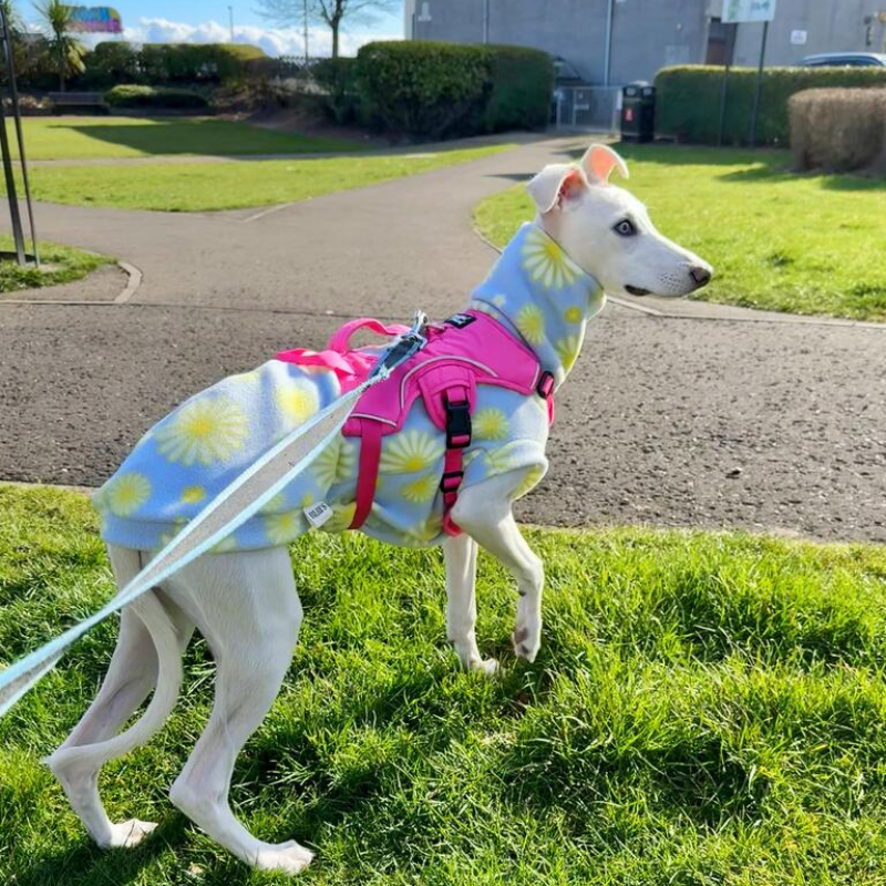 Sighthound Harness | Whippets, Greyhounds & Lurchers | Escape Proof