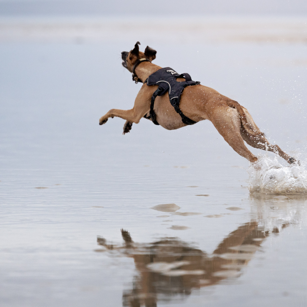 Sighthound Harness | Whippets, Greyhounds & Lurchers | Escape Proof