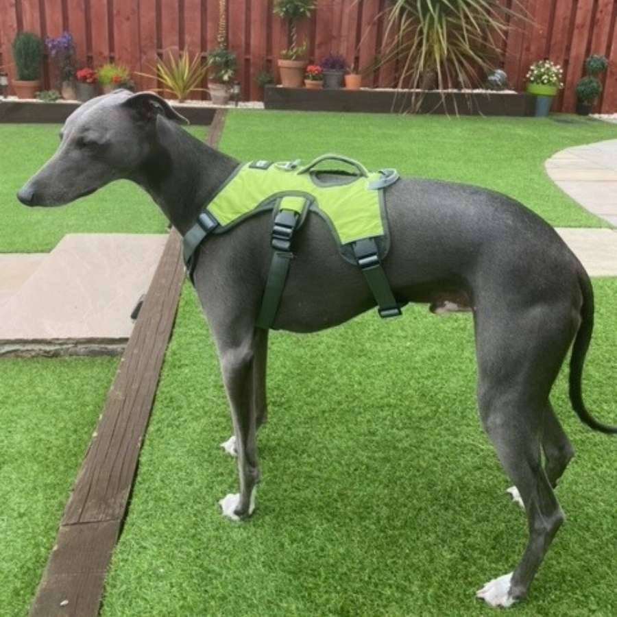 Escape proof Harness (3 Strap)