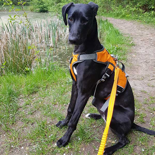 Escape proof Harness (3 Strap)