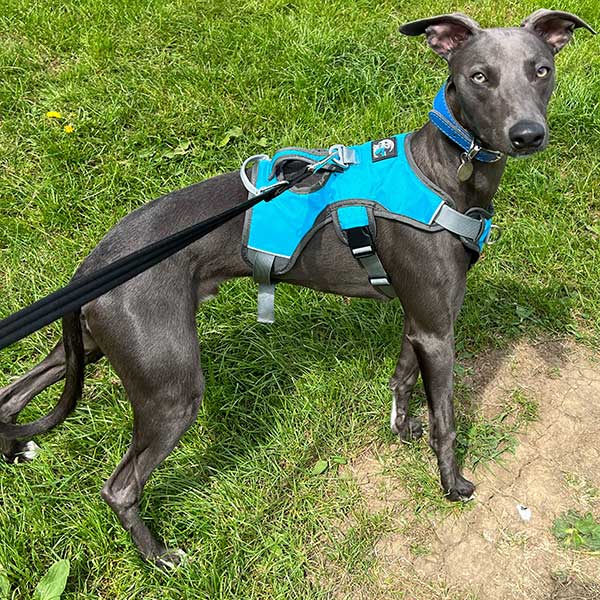 Escape proof Harness (3 Strap)