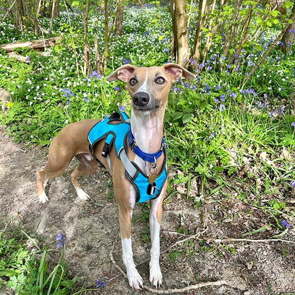 Escape proof Harness (3 Strap)
