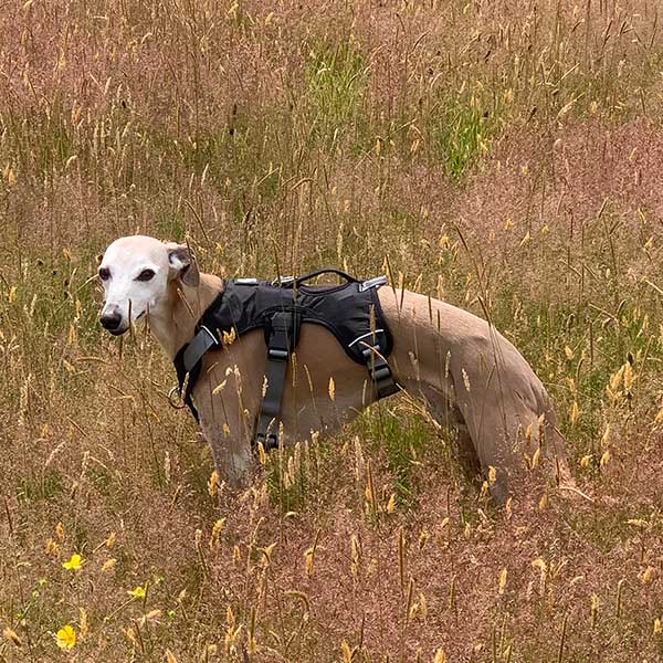Escape proof Harness (3 Strap)