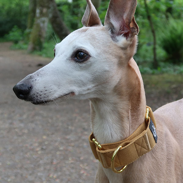 Martingale Collars - Soft with Brassed Fittings