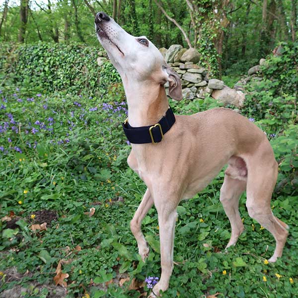 Martingale Collars - Soft with Brassed Fittings