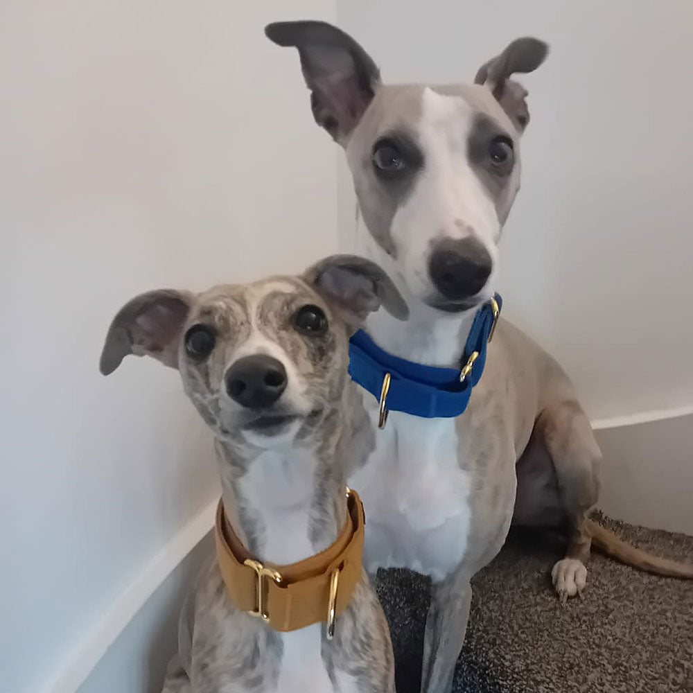 Martingale Collars - Soft with Brassed Fittings