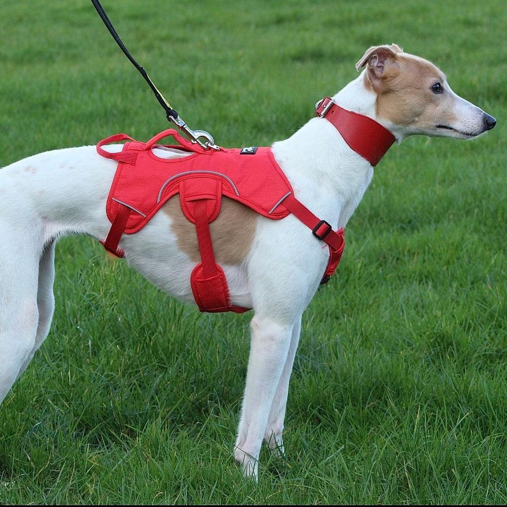 Sighthound Harness | Whippets, Greyhounds & Lurchers | Escape Proof