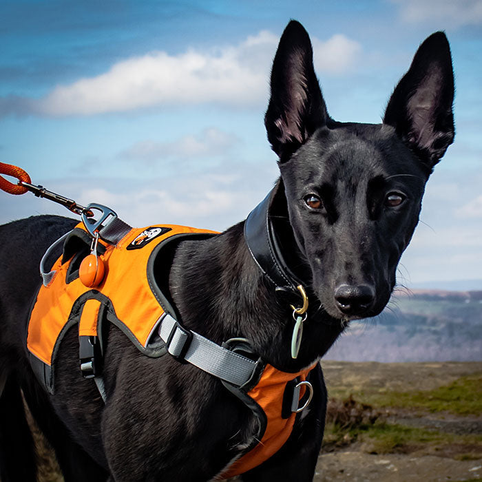 Escape proof Harness (3 Strap)