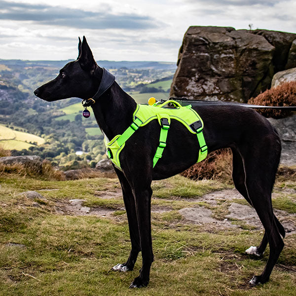 Escape proof Harness (3 Strap)
