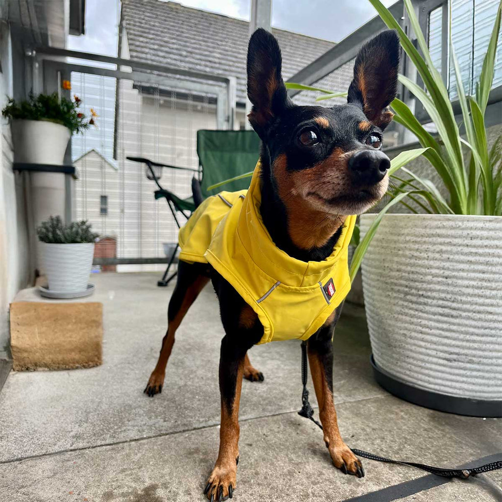 Vimy & DryDogs Lightweight Waterproof Raincoat with Harness Hole Zip