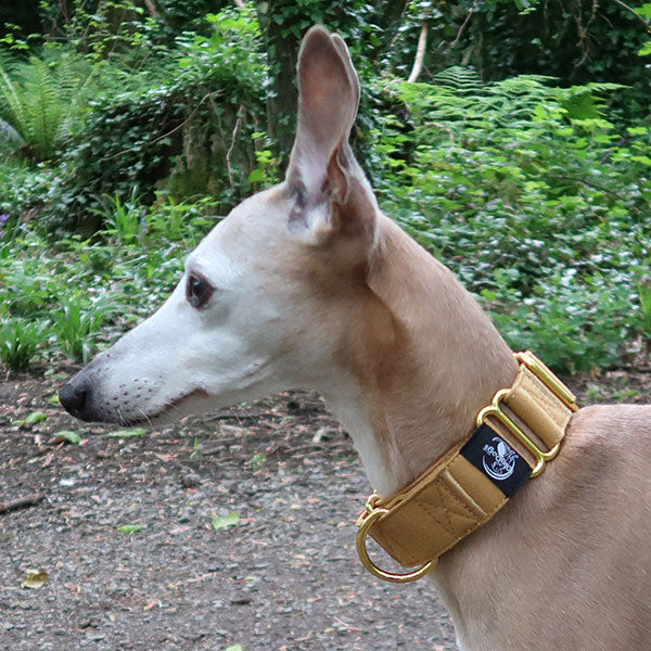 Martingale Collars - Soft with Brassed Fittings